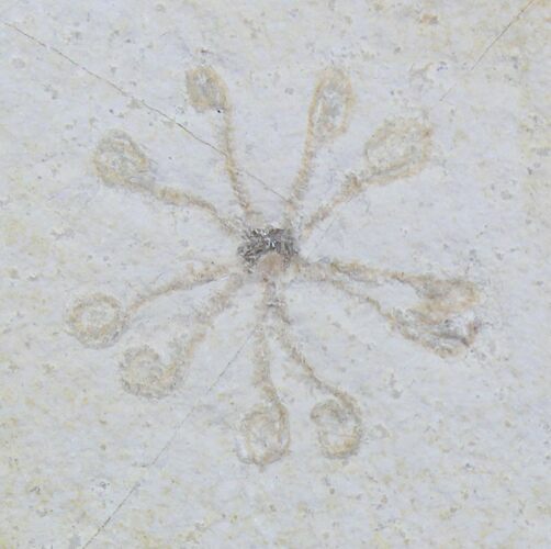 Floating Crinoid (Saccocoma) - Solnhofen Limestone #22447